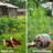 2 inch 36inchx50ft Hexagonal Poultry Netting Galvanized Chicken Wire Mesh Fence 20gauge