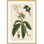 «Honeyberry», reproduction encadrée-18829400