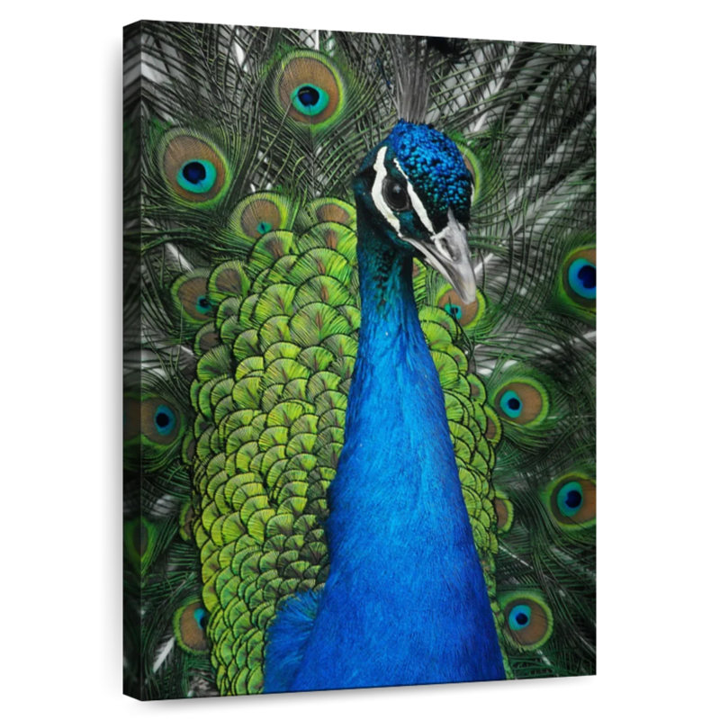 Wild Blue Peacock, 24" H x 16" W