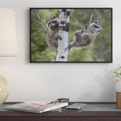 " Raccoon Two Babies "