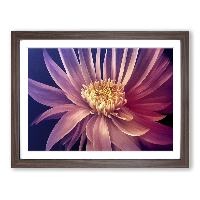 Serene Chrysanthemum Flower - Framed Print, 25cm H x 34cm W x 2cm D, Walnut