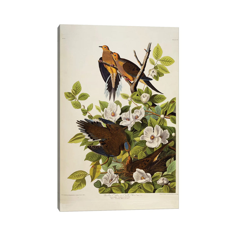 Carolina Turtledove Mourning Dove, Plate XVII From The Birds Of America by John Audubon - Painting on Canvas, Wrapped Canvas