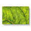 Leaf Veins - Wrapped Canvas-56629193