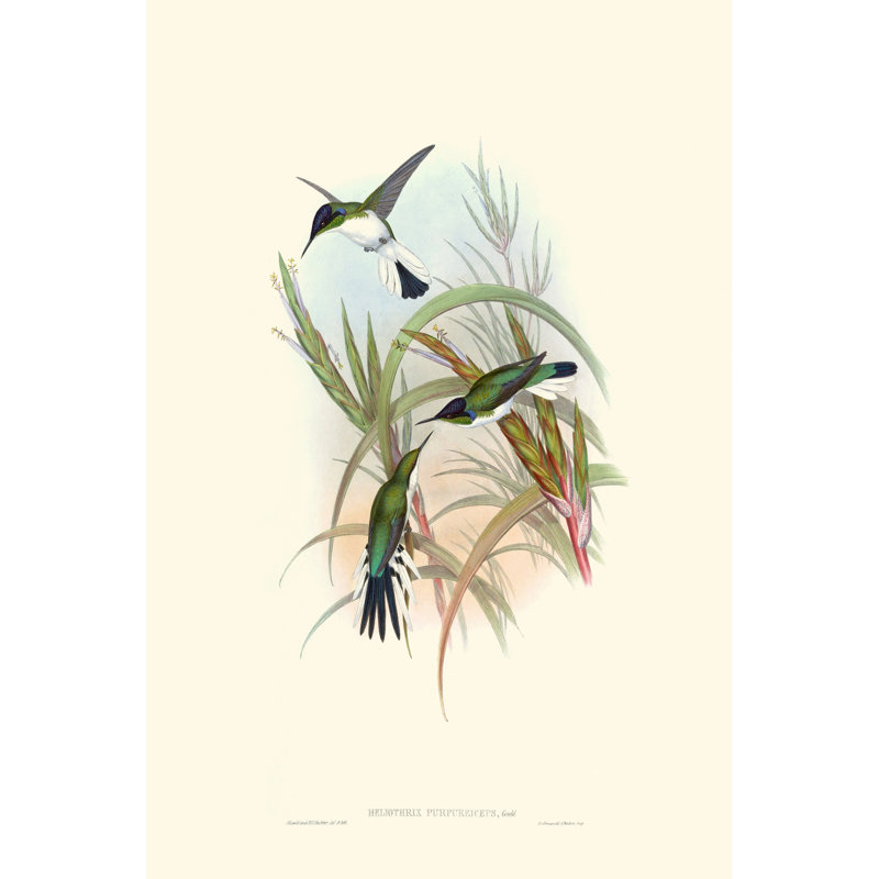 Hummingbird Delight VII by John Gould - Painting, 30 cm H x 20 cm W, Wrapped Canvas