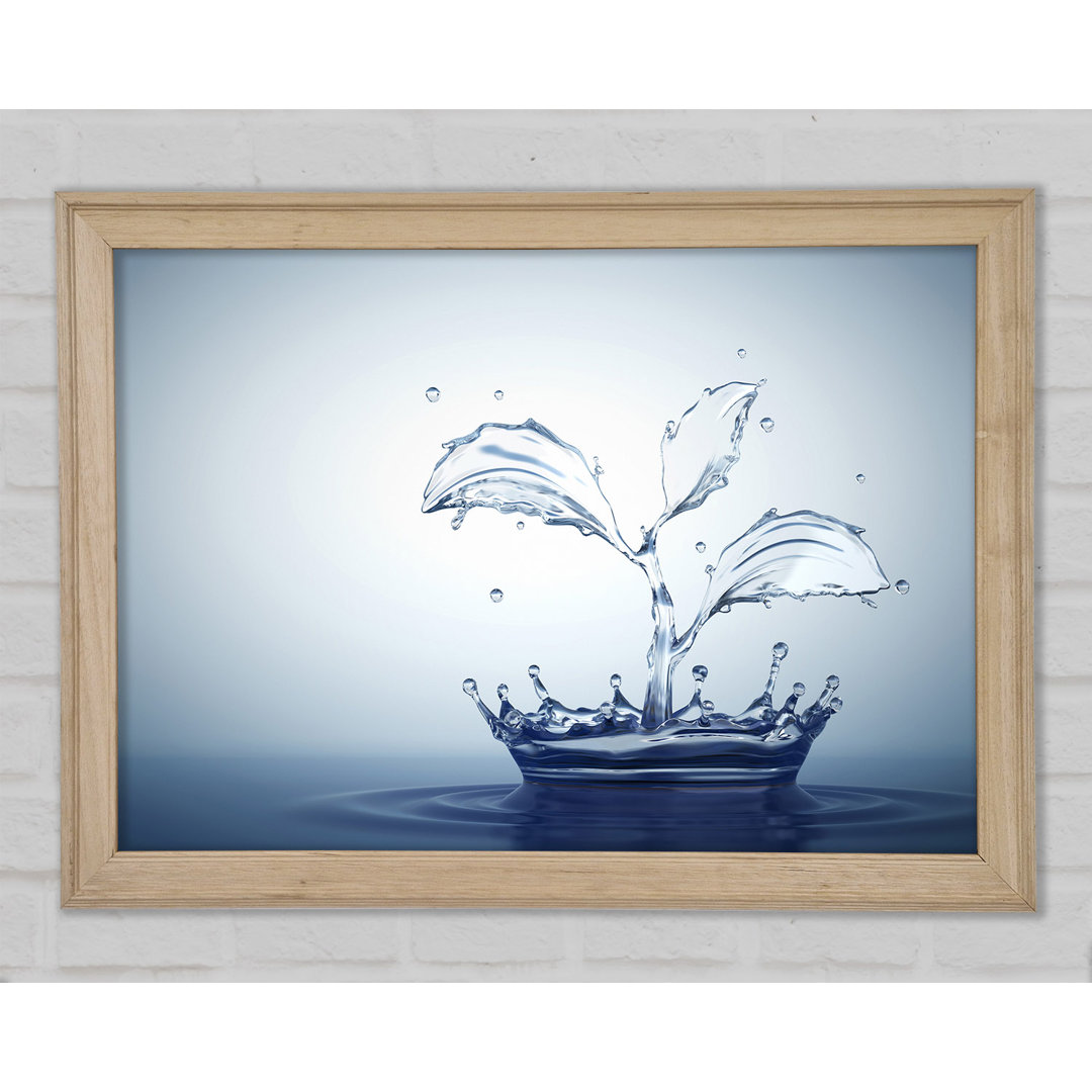 Water Splash Plant - Drucken