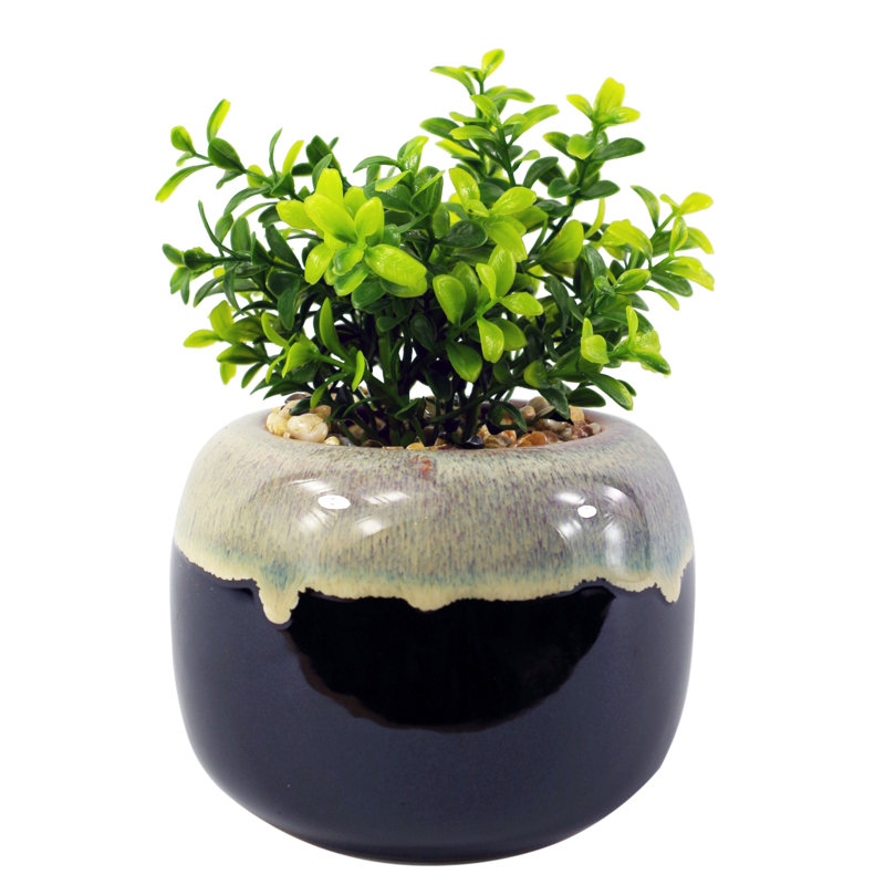 Annistin 18cm Plant
