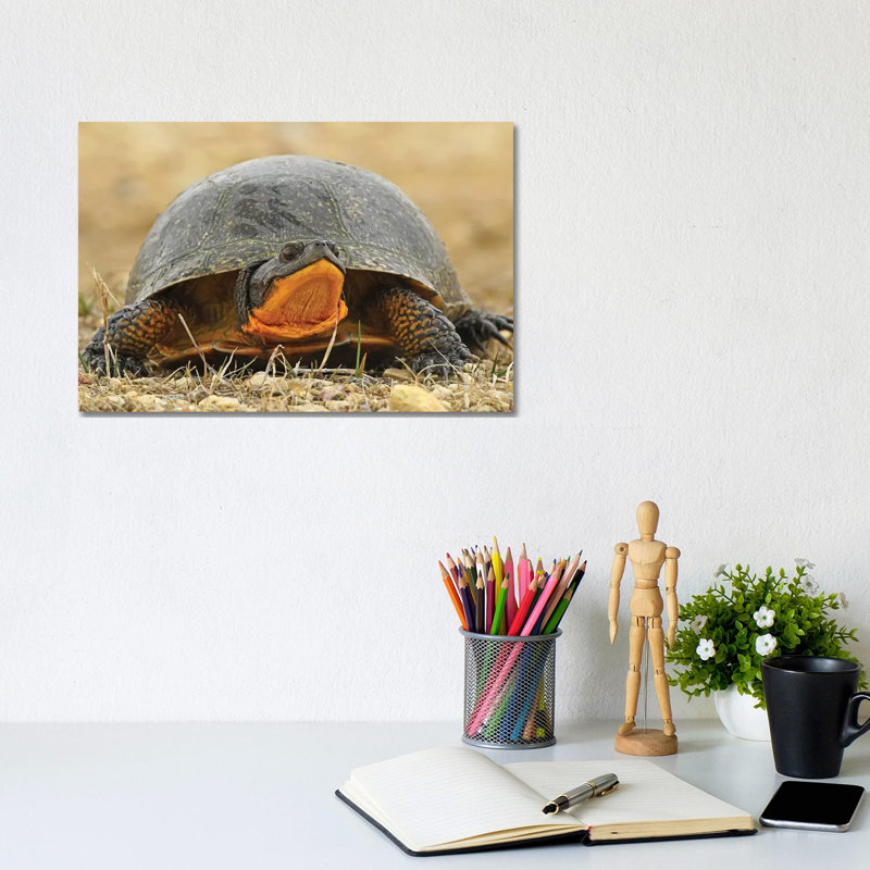 Endangered Blanding's Turtle by Brian Wolf - Wrapped Canvas Print, 20.32cm H x 30.48cm W x 1.91cm D