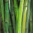 Bamboo plant - 20"x20" Throw pillow - Poly twill - Print on demand-88943430-88943431