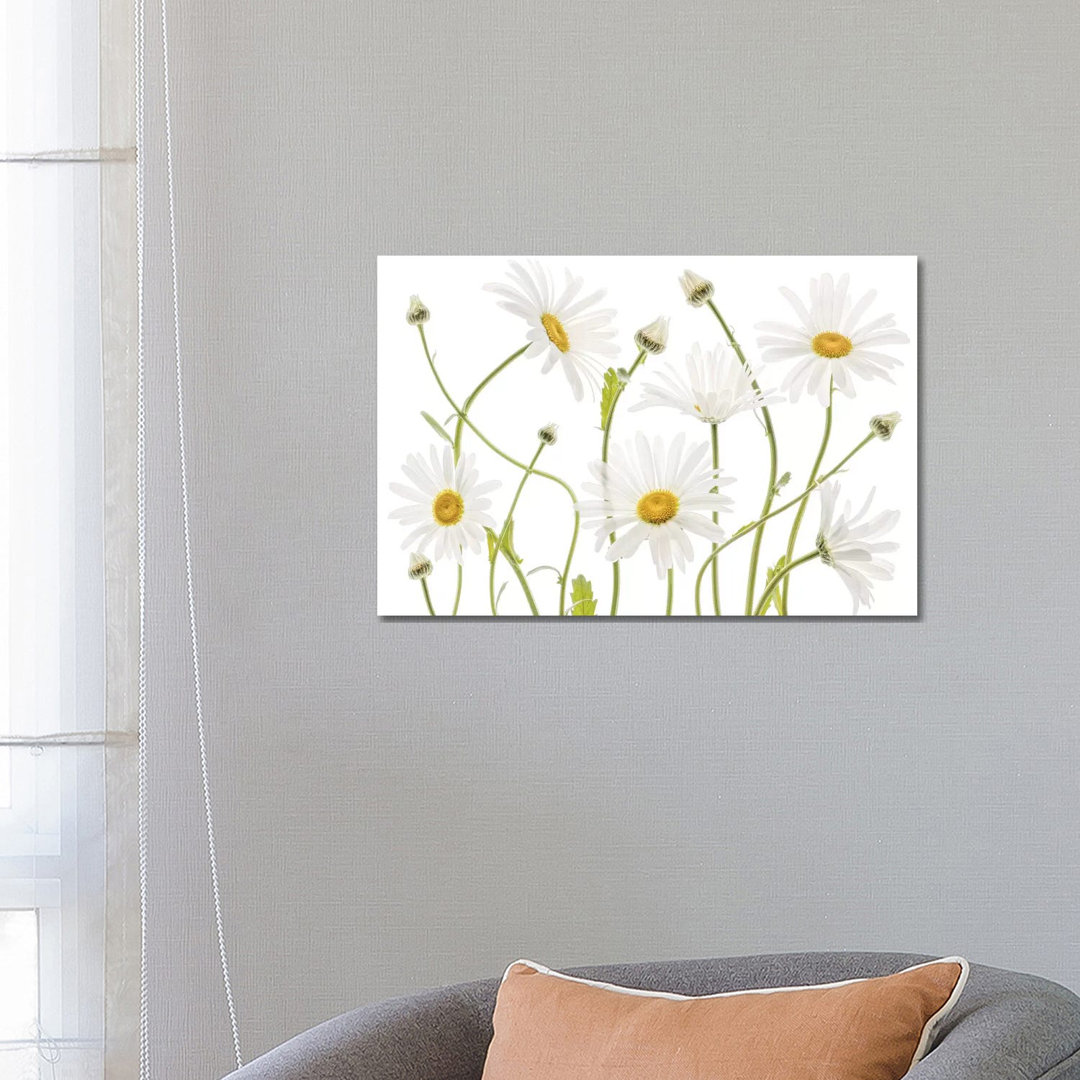 Ox Eye Daisies by Mandy Disher - Print on Canvas