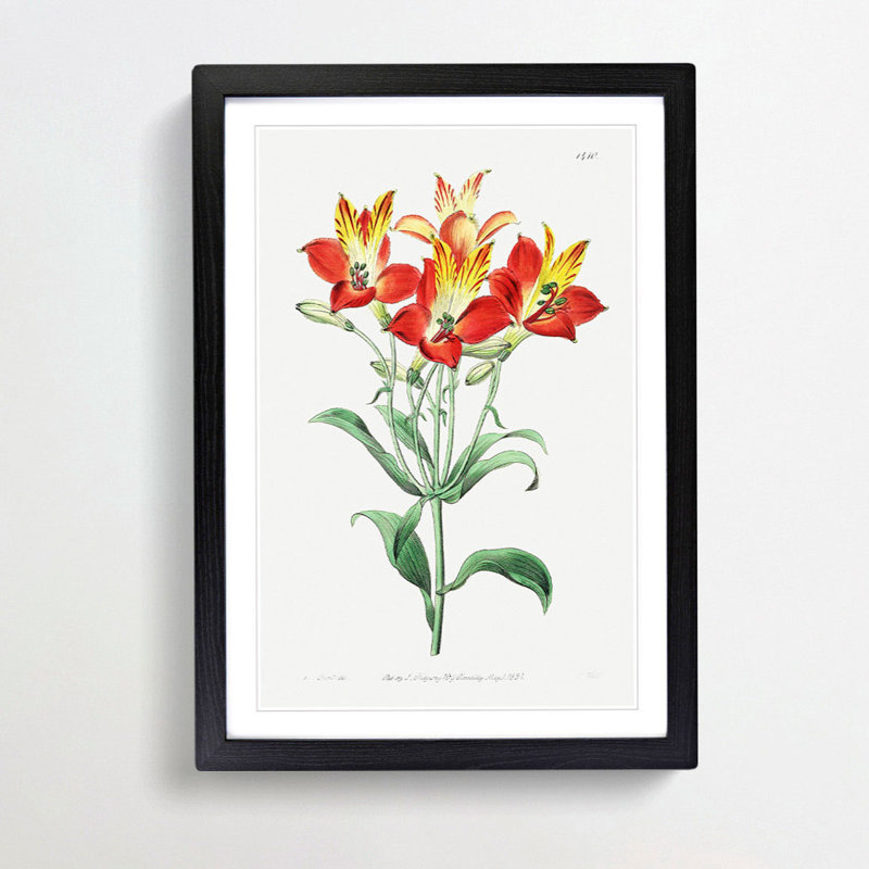 Red Peruvian Lily Flowers - Picture Frame Painting Print, Black Framed, 48cm H x 36cm W x 2cm D