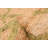 Palas Denizli Tan Rug 5'4" x 7'6"