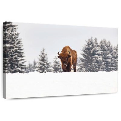 Bison aux champs d'hiver