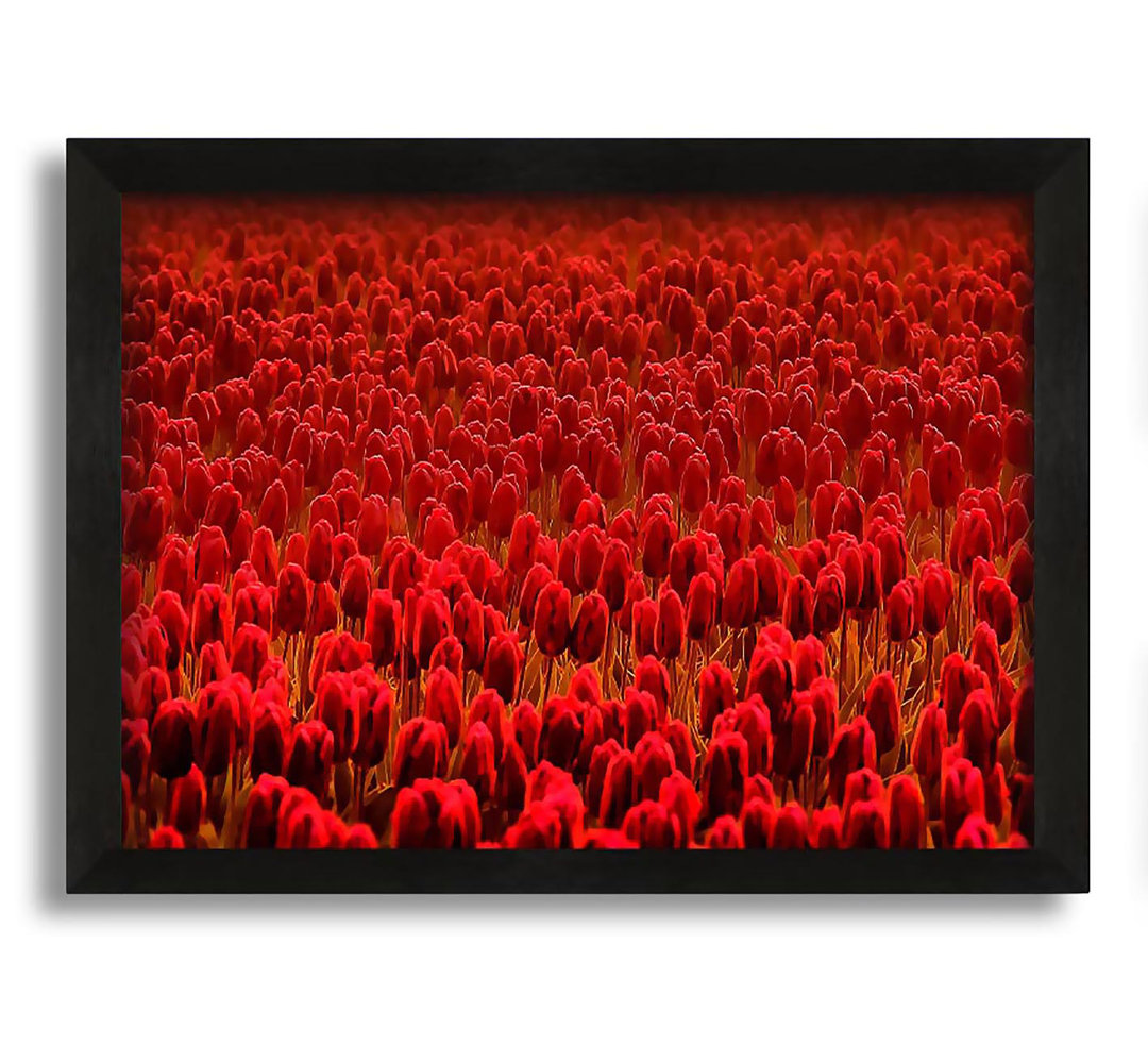 Gerahmtes Leinwandbild Field of Scarlet Tulips