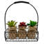 Ensemble de 3 pièces de succulent agave