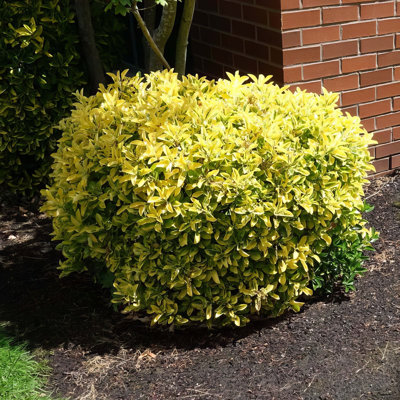 3 gal. Euonymus Golden Shrub