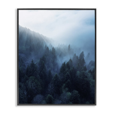 Daylight over Pine Forest Giclee Art by Unsplash -  Stupell Industries, ab-773_fr_16x20
