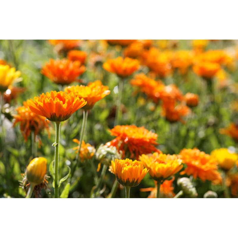 Calendula Officinalis Meadow - Wrapped Canvas Print, 30cm H x 46cm W x 3.8cm D