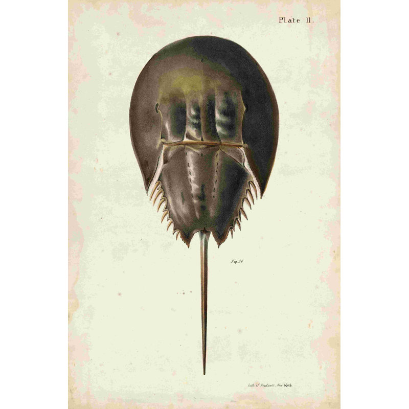 Crabe fer à cheval rétro, H 18 po x l 12 po x P 1,25 po