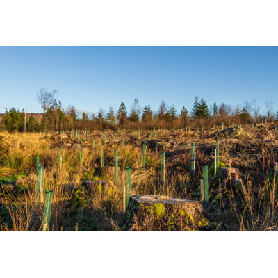 Coniferous Forest by Jozef Durok - Wrapped Canvas Print