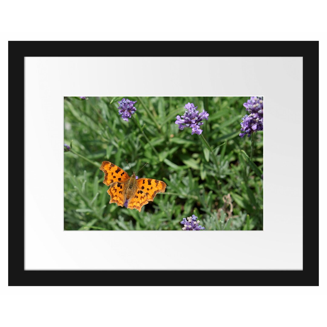 Schmetterling in Blumenwiese Gerahmter Fotodruck Poster