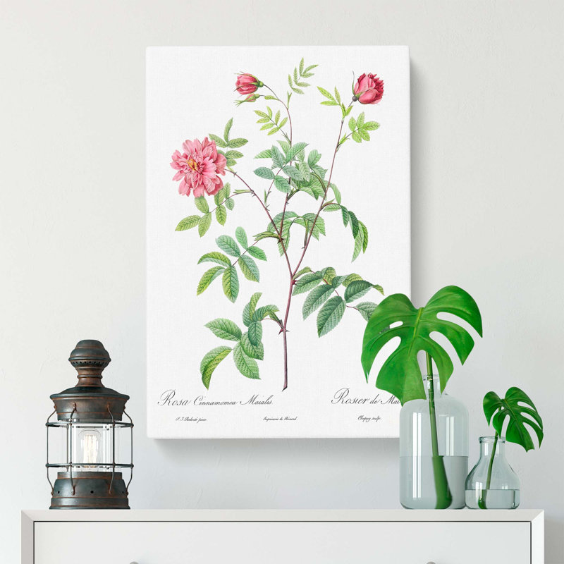 Cinnamon Rose In Pink by Pierre-Joseph Redoute - Wrapped Canvas Painting, 60cm H x 40cm W x 3cm D
