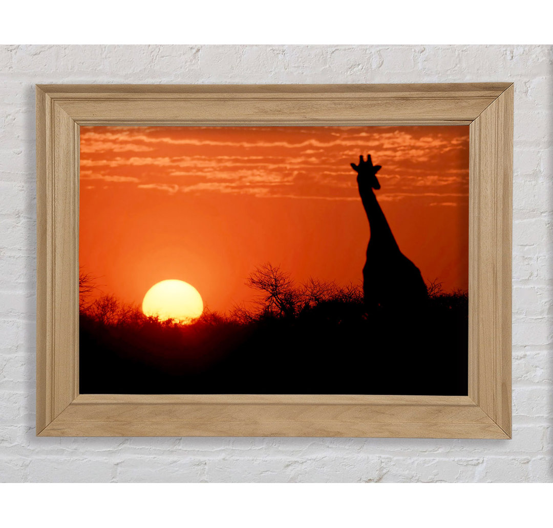 Afrikanische Giraffe im Sonnenuntergang - Bilderrahmen Kunstdrucke