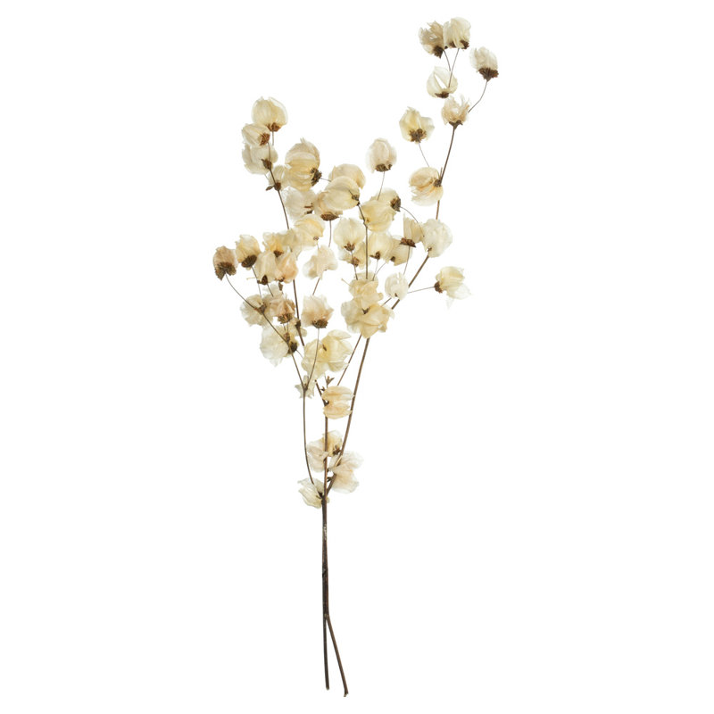 Preserved Cara Blossom Arrangement
