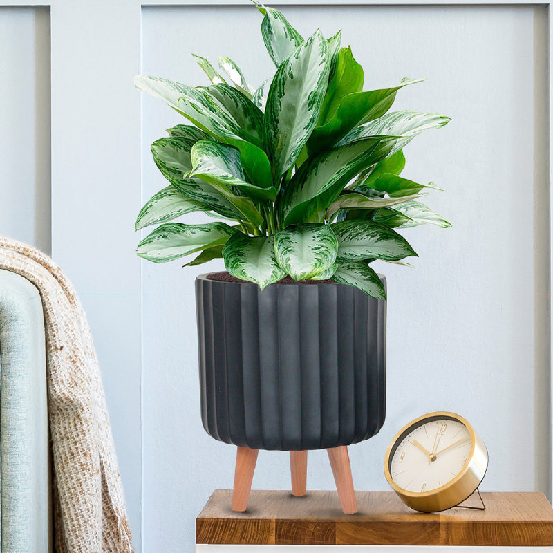 Modern Ribbed Cylinder Round Planter with Feet, Black, 32cm H x 24cm W x 24cm D