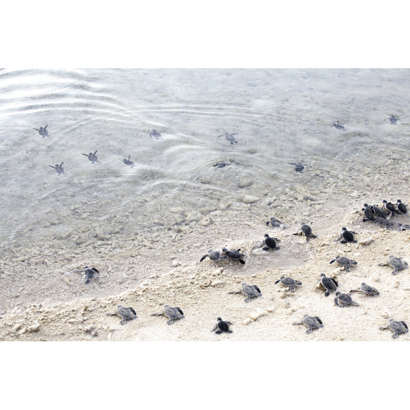 Turtle by MarcoMarchi - Wrapped Canvas Print, 61cm H x 91cm W