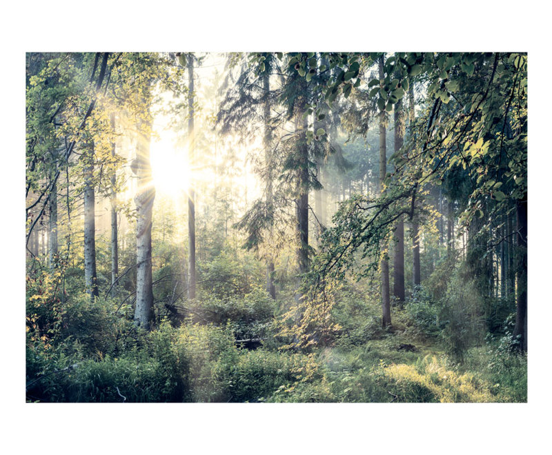 Orlina Peel & Stick Roll, 8.04' L x 135" W