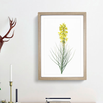 Yellow Asphodel Flowers by Pierre-Joseph Redoute - Picture Frame Painting Print