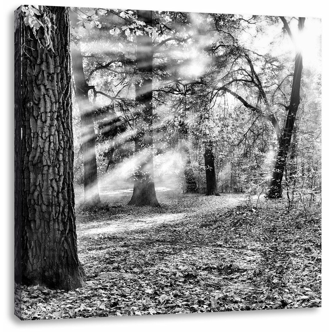 Leinwandbild Sonnenstrahlen im Wald