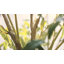 Olive artificielle en pot en plastique artificiel pour décoration intérieure-93968551