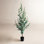 59'' Plant