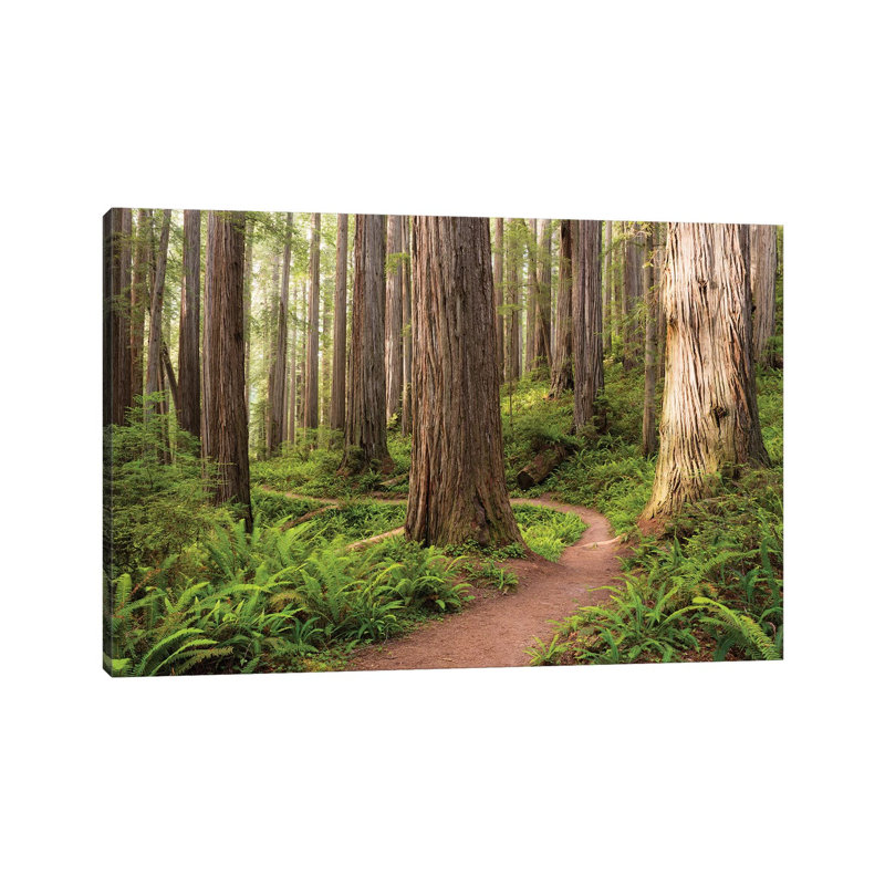 «Redwood Trail» par Stefan Hefele - reproduction de photo sur toile, H 12 po x l 18 po x 1,5 po, Toile tendue, Pas de tapis