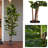 Artificial Fiddle Leaf Fig Tree - 6FT Fake Plant with Pot and Natural Feel Leaves for Home or Office Decor - Artificial Plants Indoor