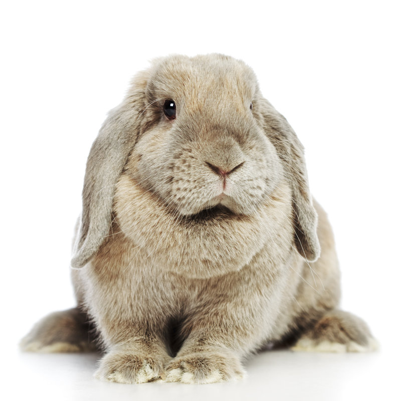 Lop-Earred Rabbit - Wrapped Canvas Print, 51cm H x 51cm W x 3.8cm D
