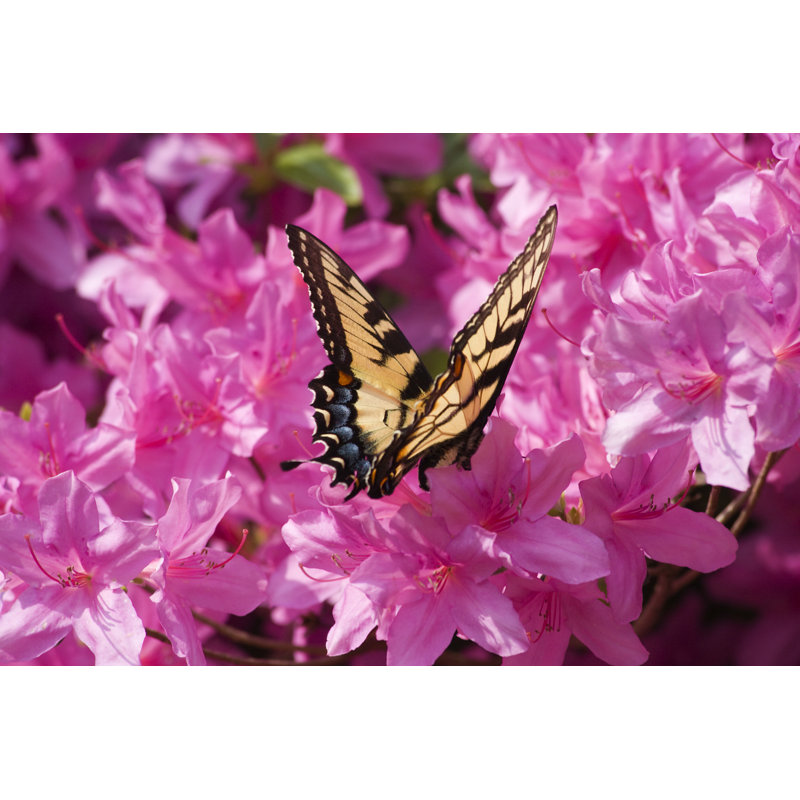 Bayswater Butterfly by JillLang - Wrapped Canvas Print, 30cm H x 46cm W x 3.8cm D