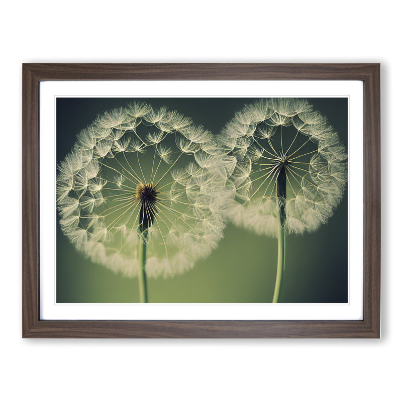 Tremendous Dandelion Flowers - Single Picture Frame Print, Walnut, 46cm H x 64cm W x 2cm D