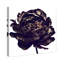 Pivoine noire - Impression sur toile-80844207-80844223