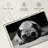 Brampt Sad Pug-106427495
