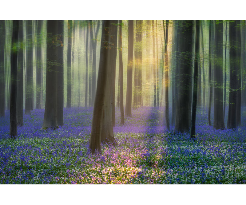 Wrapped Canvas Print, 50.8 cm H x 76.2 cm W
