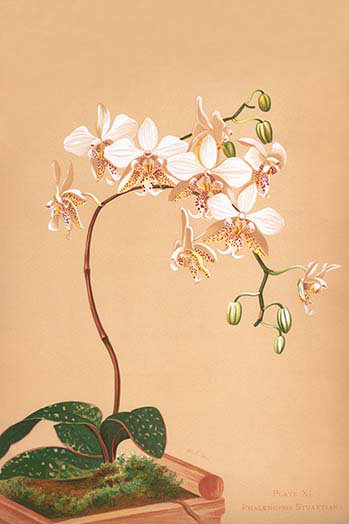 « phalenopsis stuartiana philippin orchidées » par h.g. lune, impression, H 36 po x l 24 po