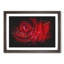 Dewdrops Upon A Red Rose Paint Splash - Picture Frame Graphic Art-56915563-56915562