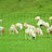 Portable Static Electric Fence