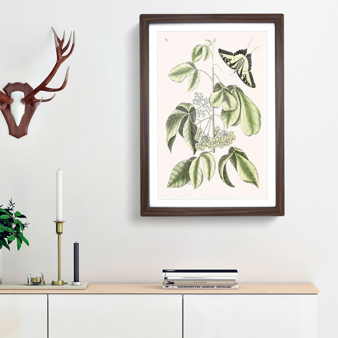 Swallowtail Butterfly by Mark Catesby - Framed Print