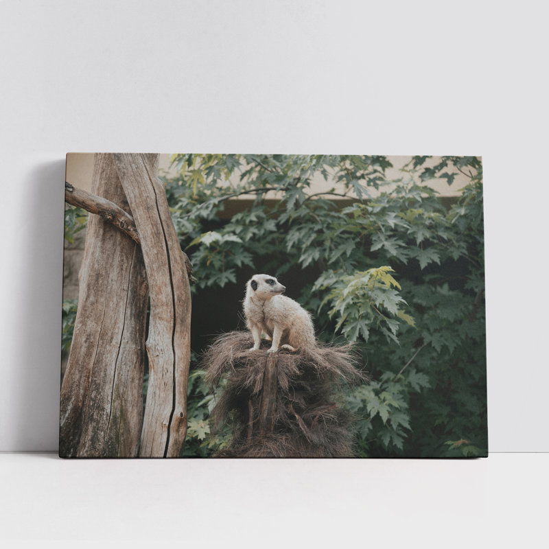 Sitting Meerkat at the Zoo, 12" H x 18" W