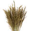 Congo Grass-805850844