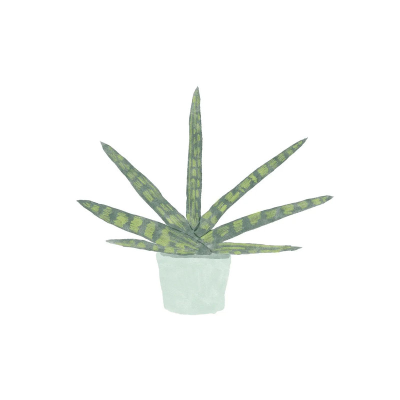 Snake Plant V by Bannarot - Wrapped Canvas Gallery-Wrapped Canvas Giclée, 30.48 cm H x 30.48 cm W