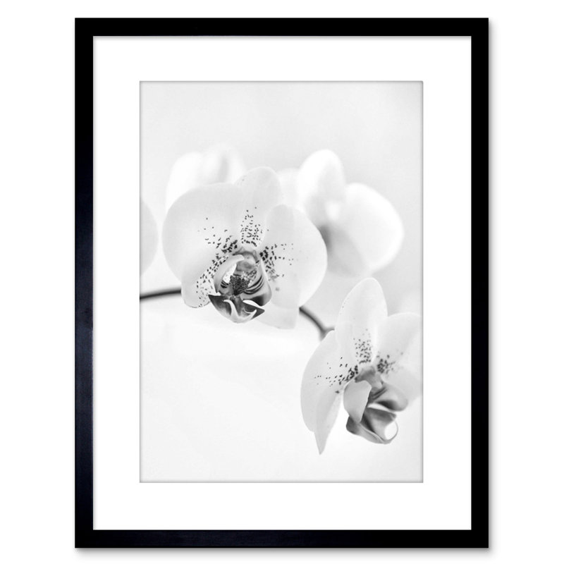 Nature Plant Orchid Flower Black White - Single Picture Frame Print